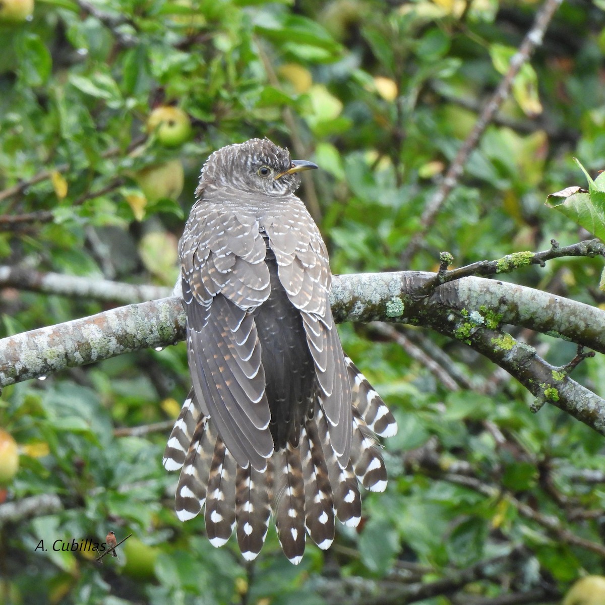 Common Cuckoo - ML646034417