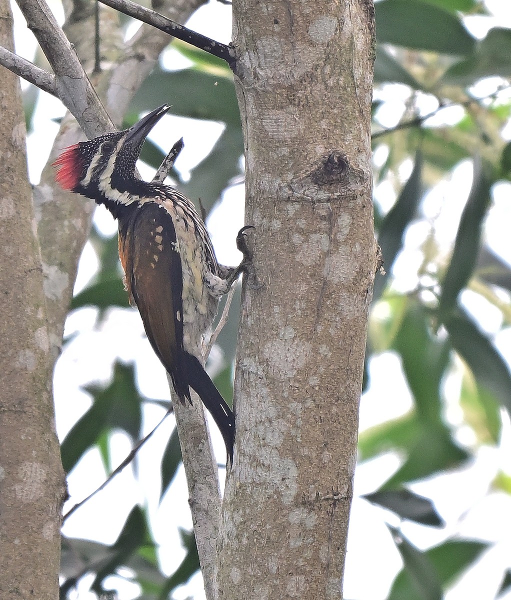 Black-rumped Flameback - ML646034420