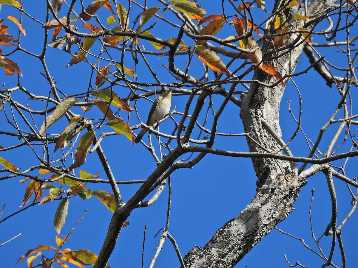 Red-breasted Flycatcher - ML646034421