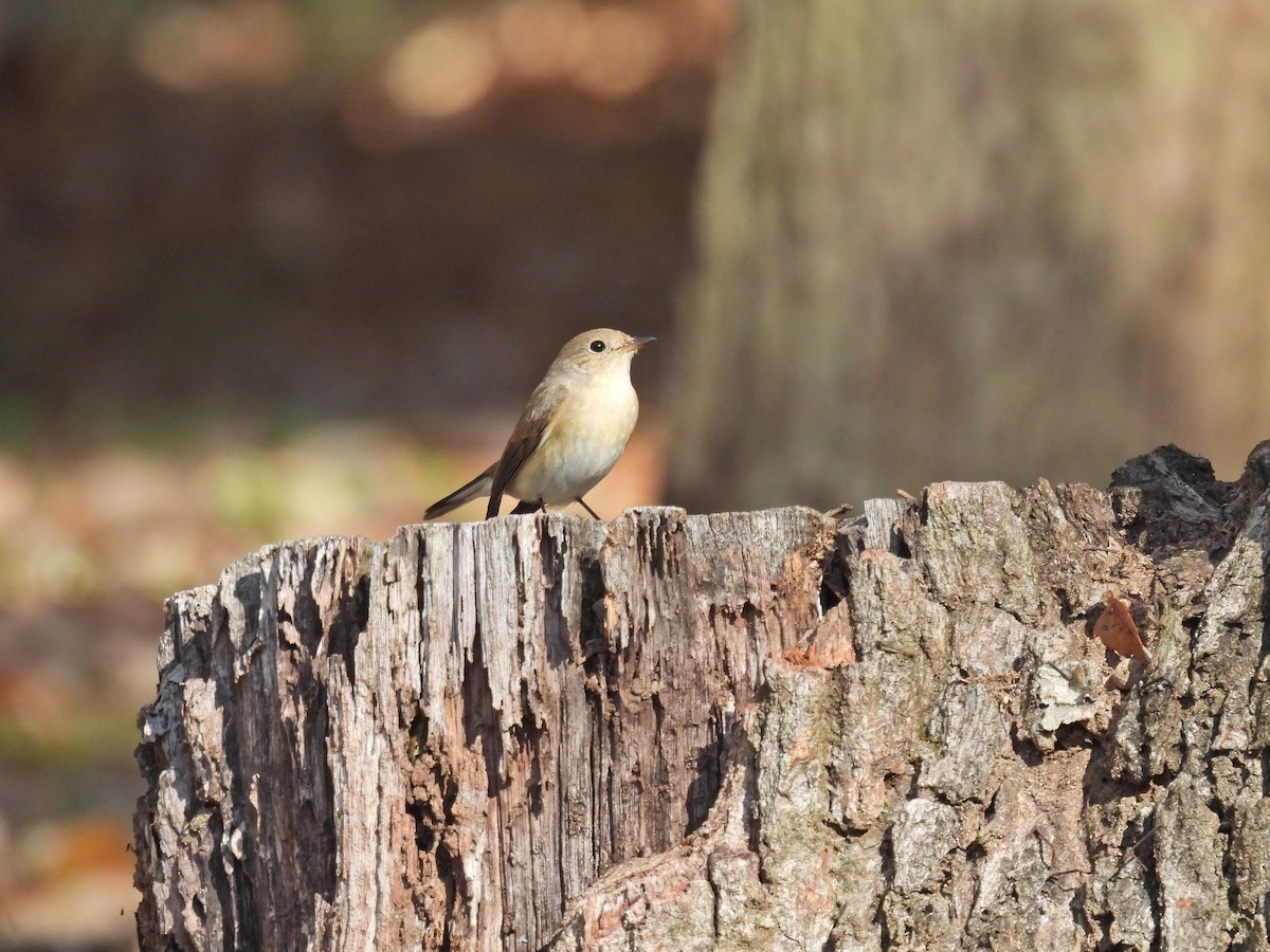 Red-breasted Flycatcher - ML646034422