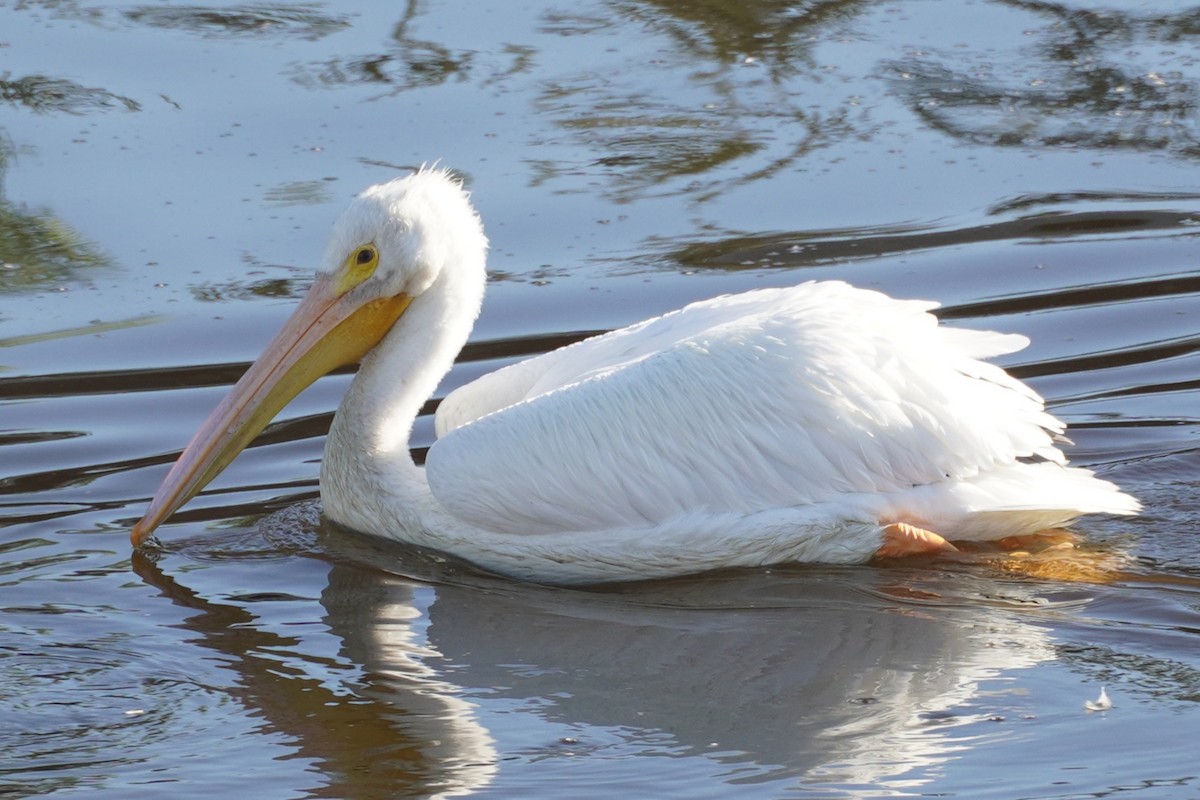Pelícano Norteamericano - ML646034425