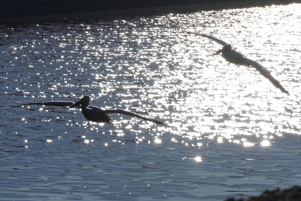 Pelícano Norteamericano - ML646034426