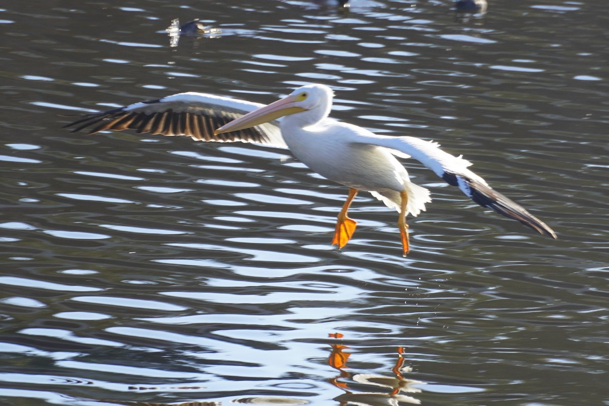 Pelícano Norteamericano - ML646034429