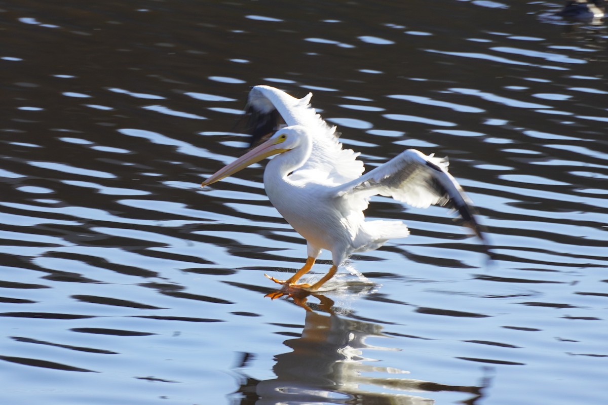 Pelícano Norteamericano - ML646034430