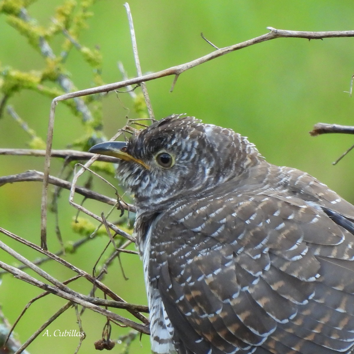 Coucou gris - ML646034431