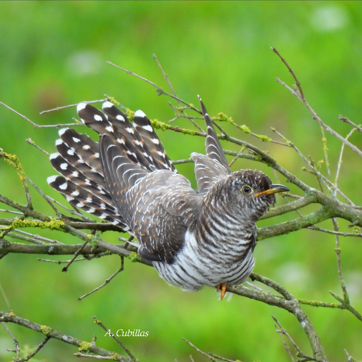 Coucou gris - ML646034432