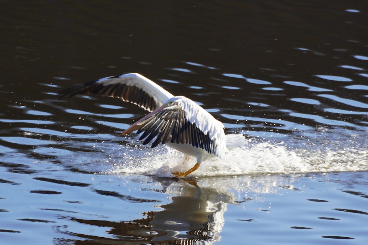 Pélican d'Amérique - ML646034433