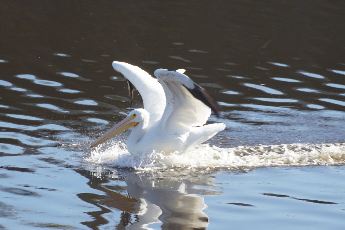 Pélican d'Amérique - ML646034434