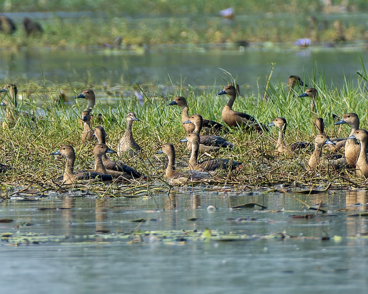 Sarcelle d'été - ML646034435