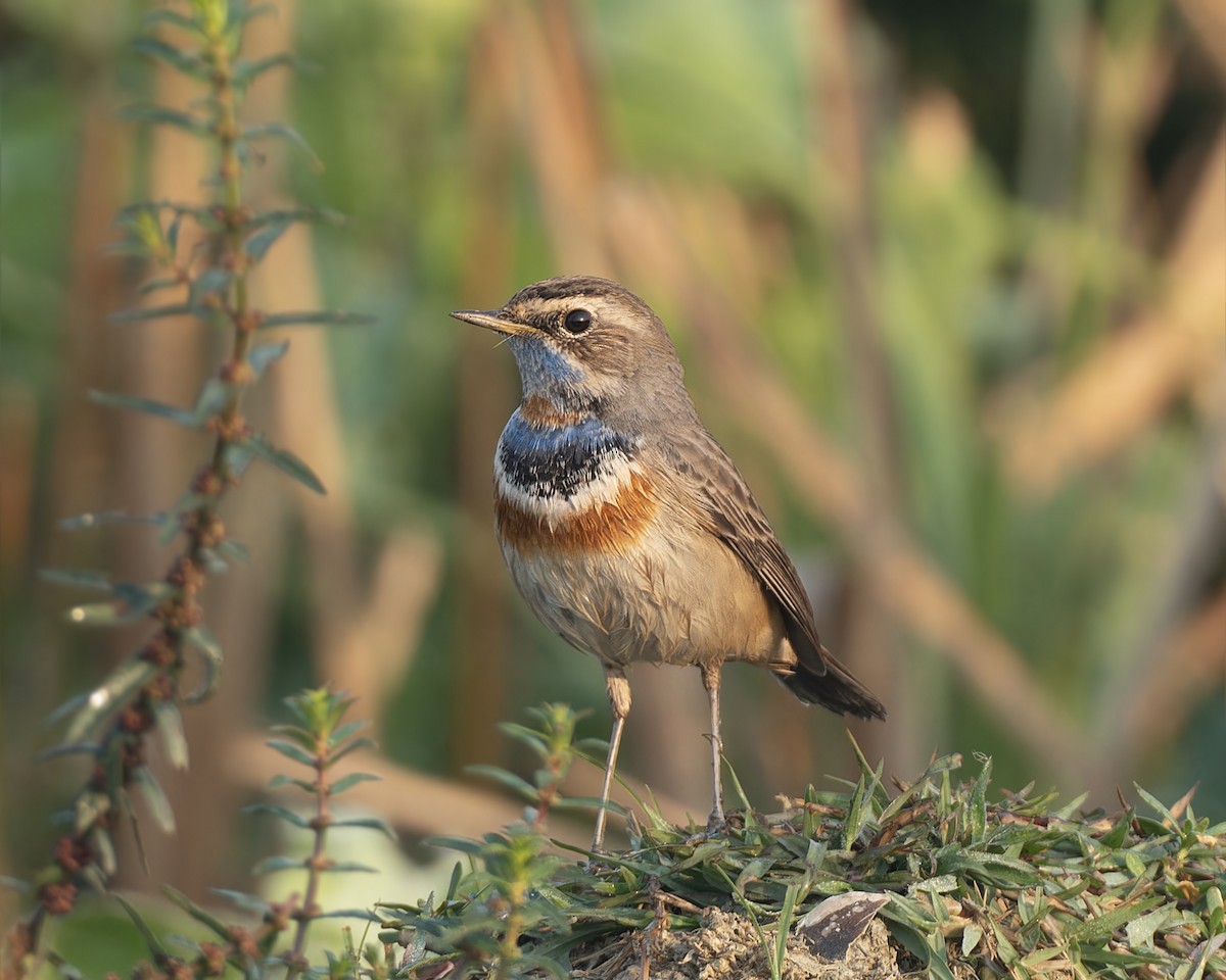 Gorgebleue à miroir - ML646034441