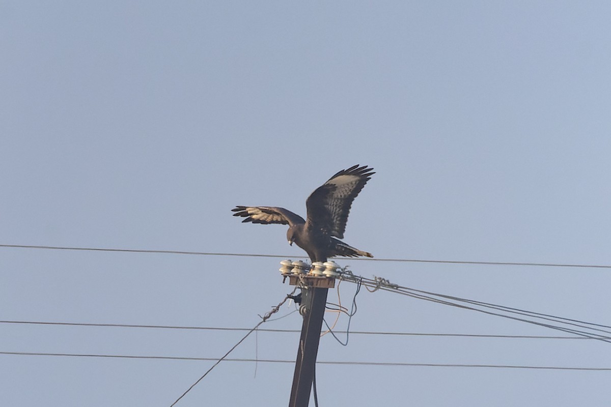 Buse variable - ML646034442