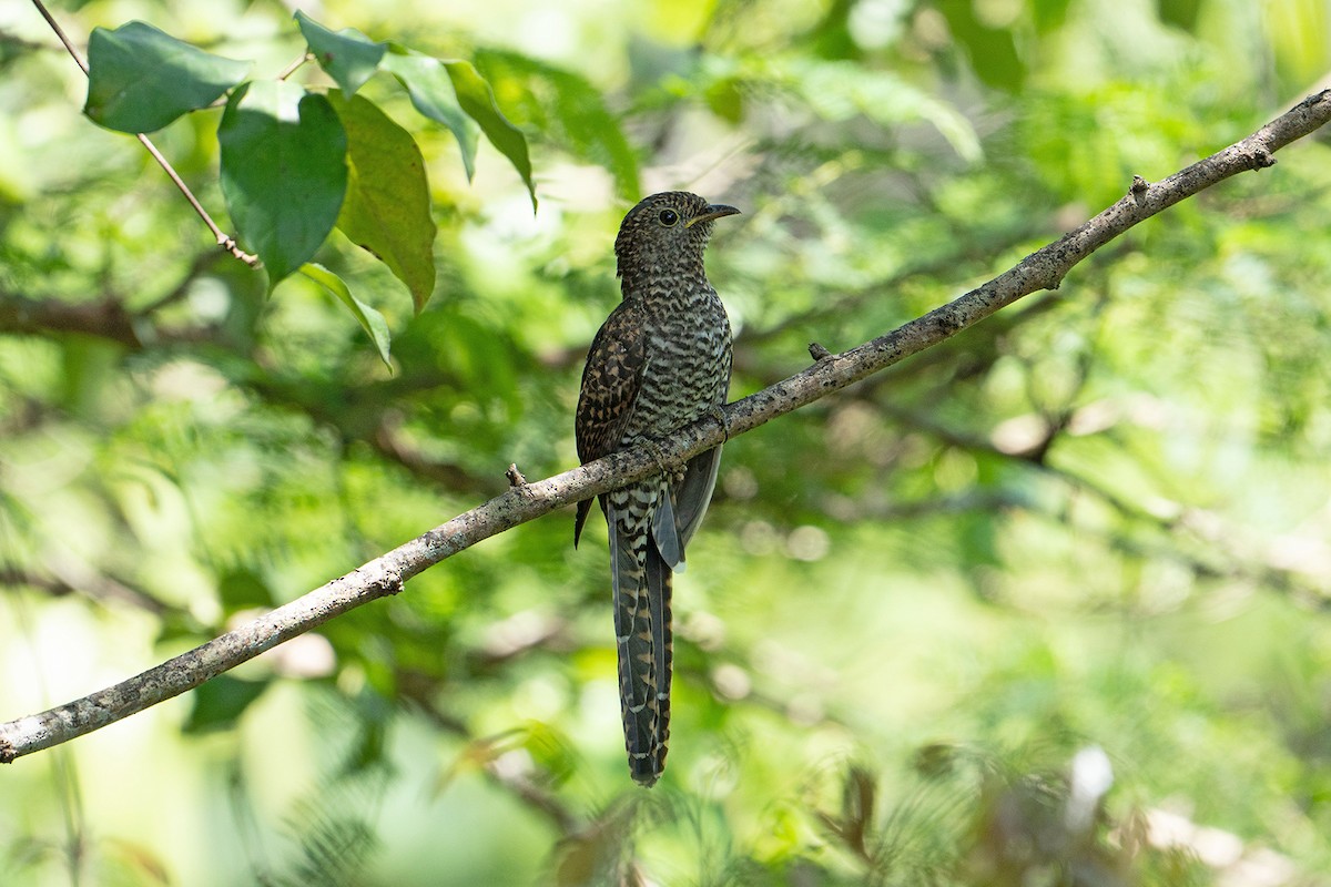 Coucou oriental - ML646034443