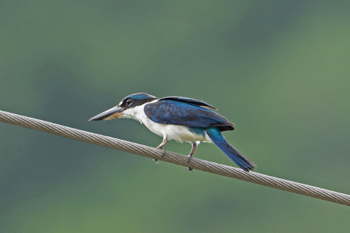 Martin-chasseur à collier blanc - ML646034444