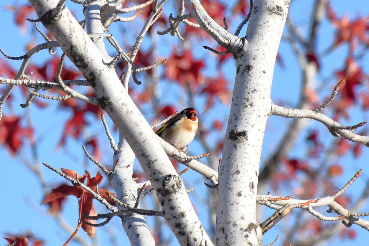 Chardonneret élégant - ML646034445
