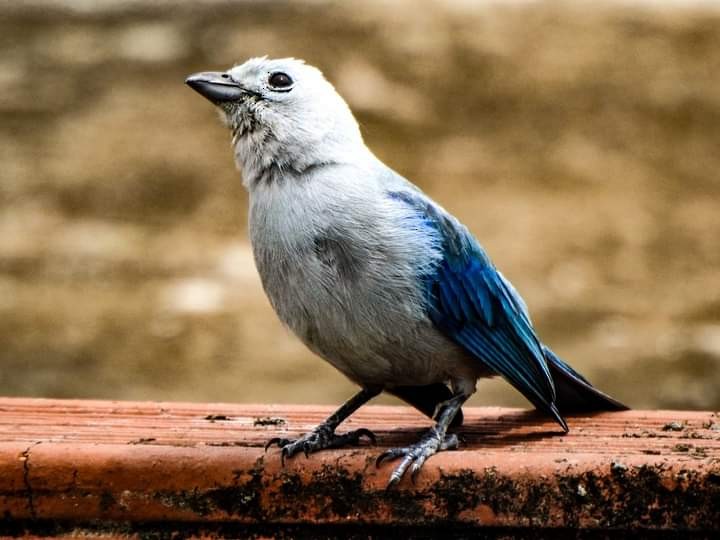 Tangara évêque - ML646034446