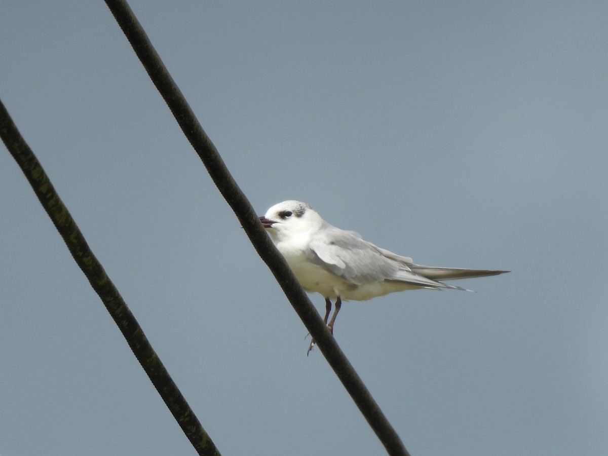 Guifette moustac - ML646034447