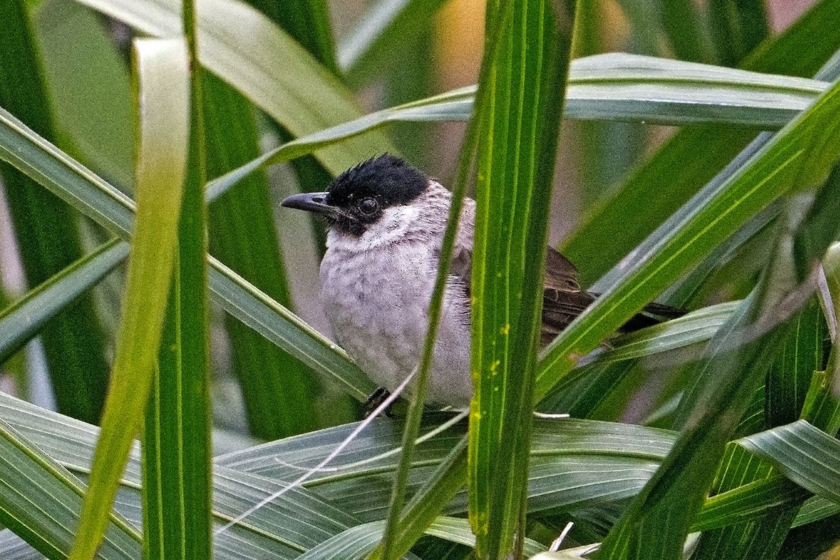 Bulbul cul-d'or - ML646034448