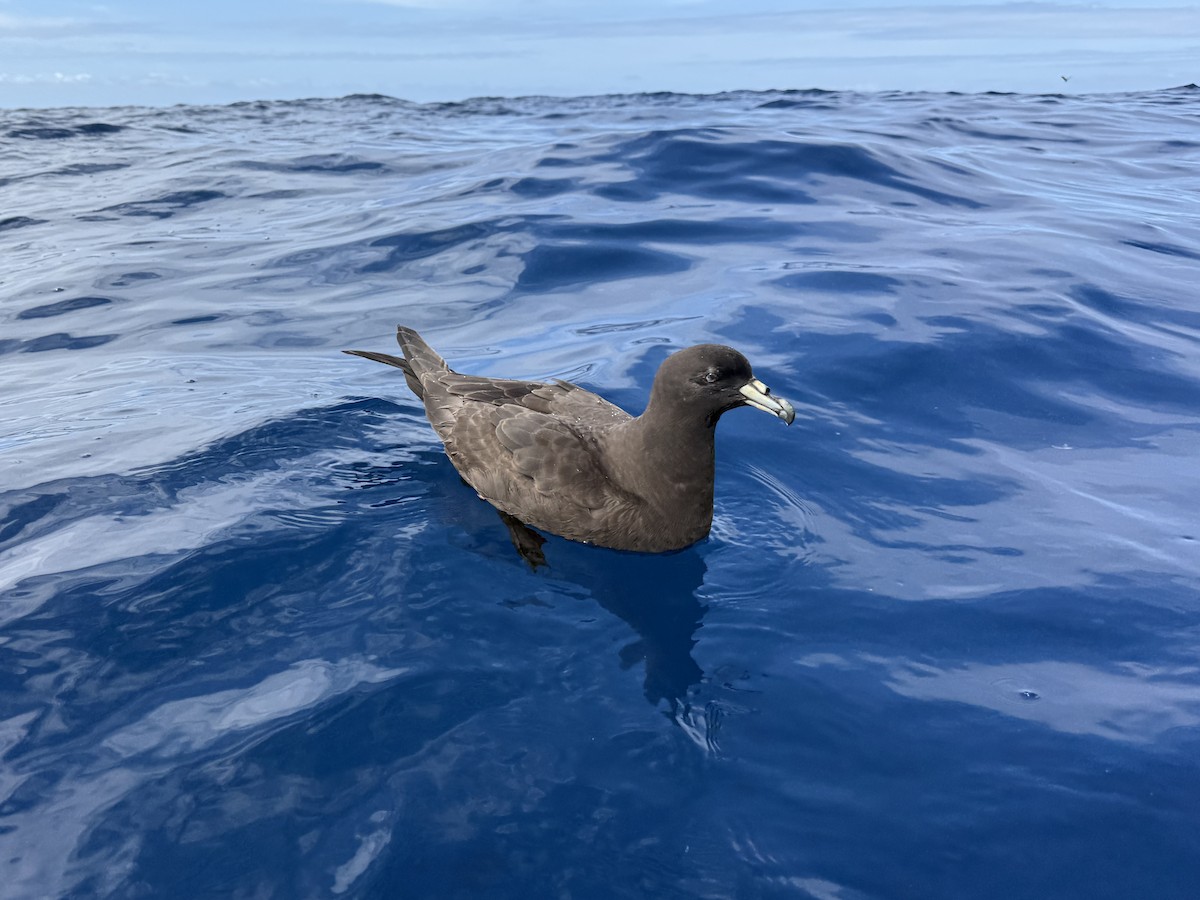 Puffin de Parkinson - ML646034449