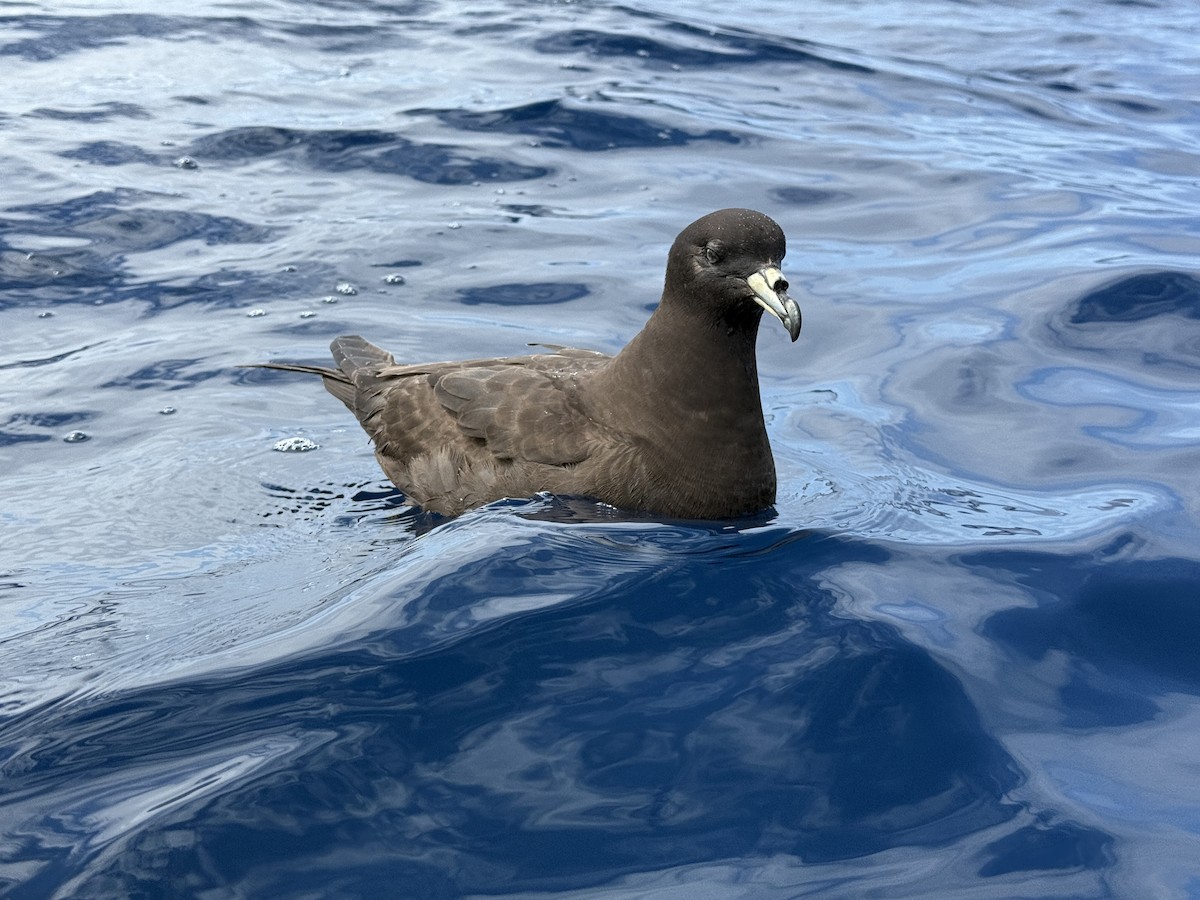 Puffin de Parkinson - ML646034450