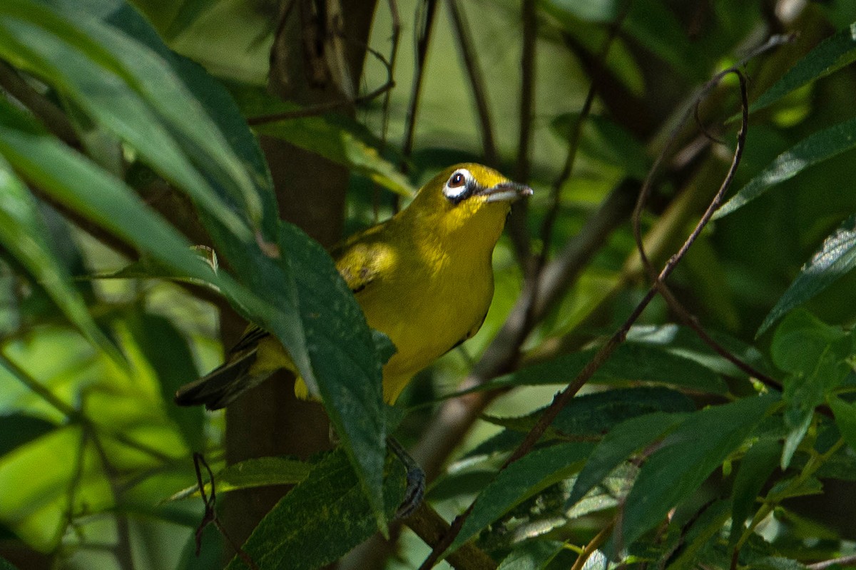 Zostérops à ventre citron - ML646034451