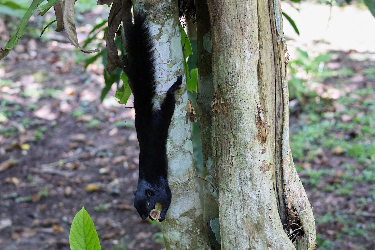 Prevost's Squirrel - ML646034452