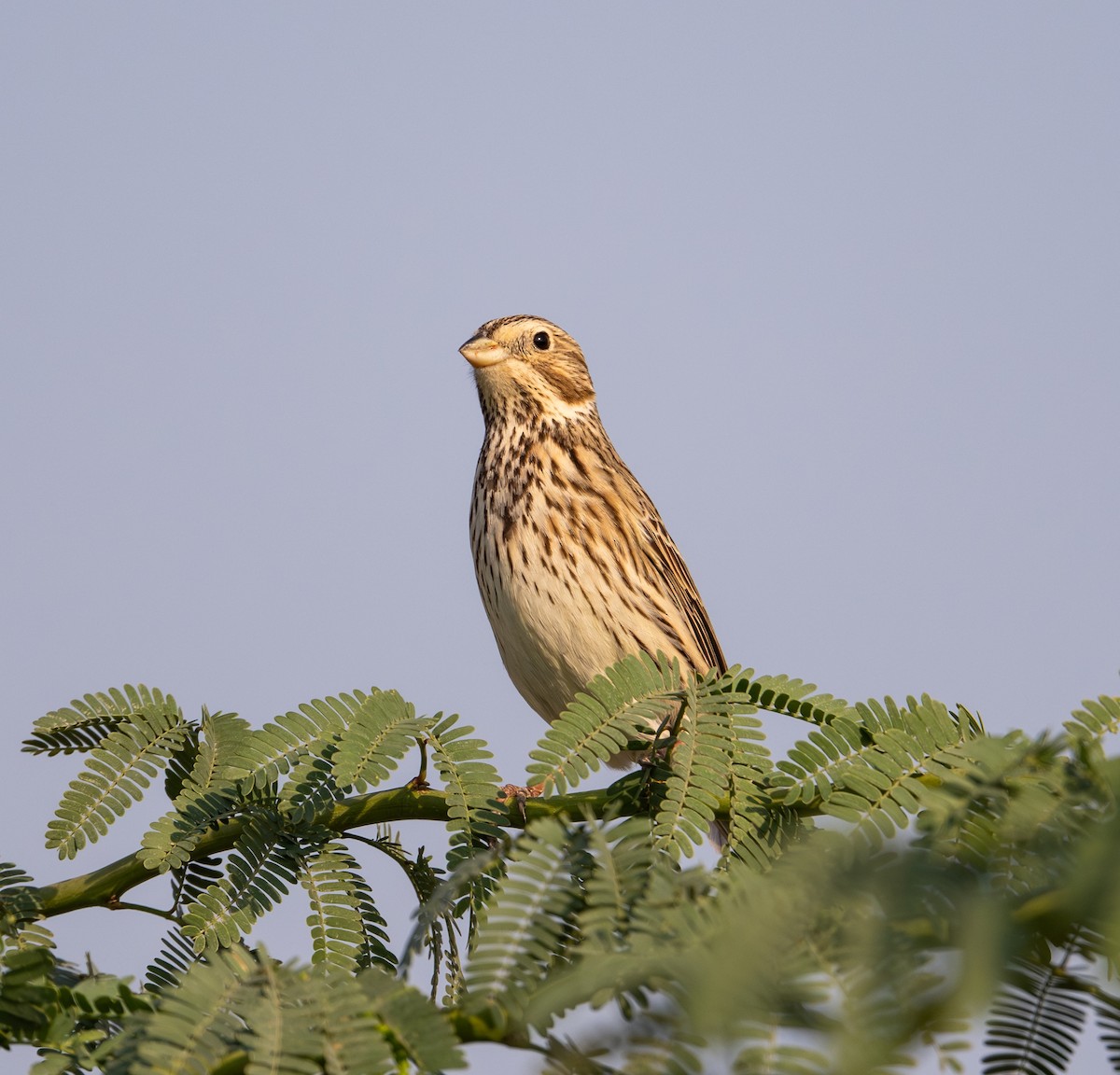 Bruant proyer - ML646034453