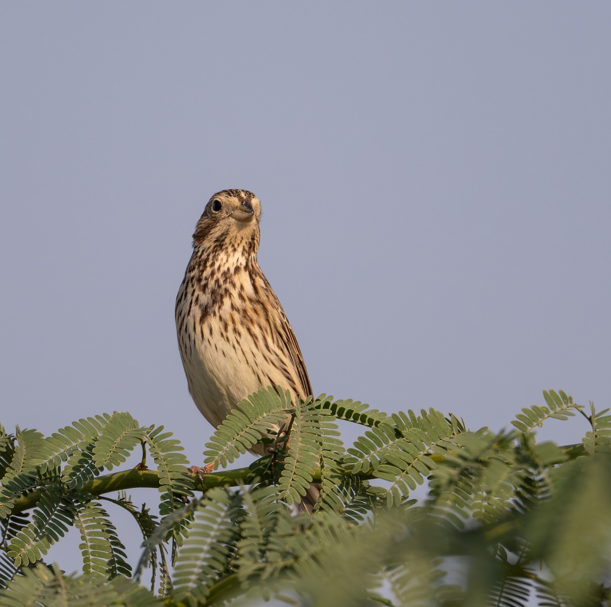 Bruant proyer - ML646034454