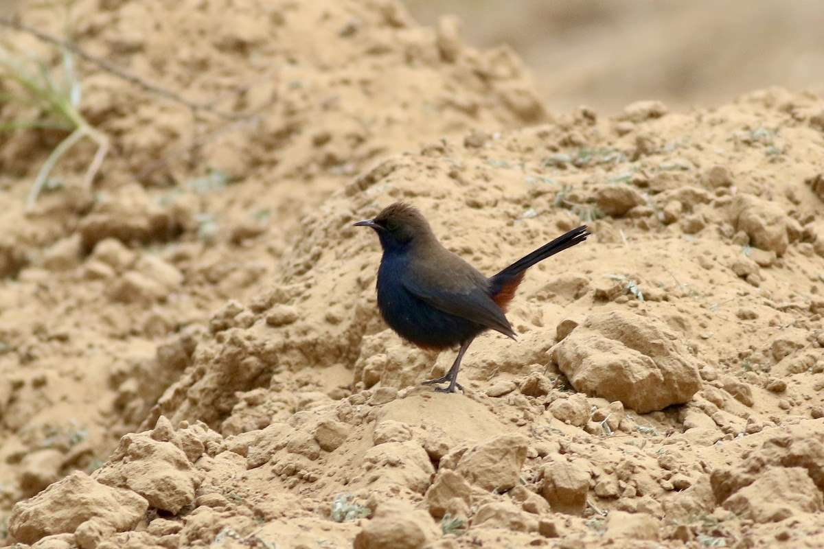 Shama indien - ML646034455