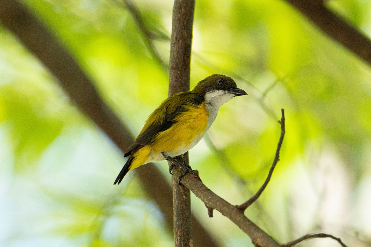 Dicée à flancs jaunes - ML646034456