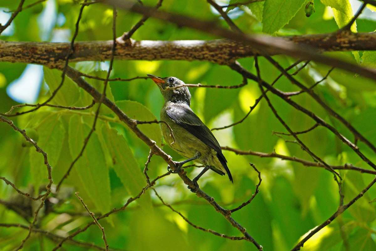 Dicée des Célèbes - ML646034457