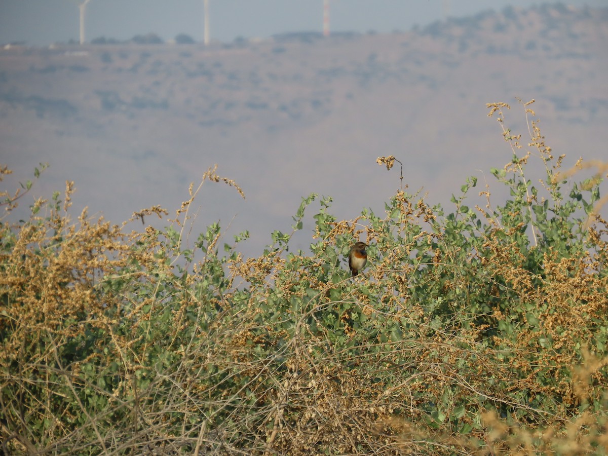 Gorgebleue à miroir - ML646034458