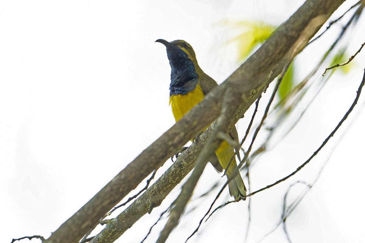 Souimanga à moustaches - ML646034459