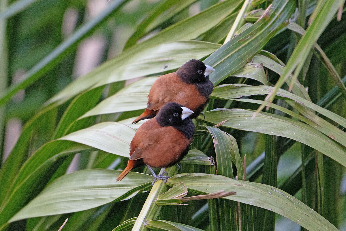 Capucin à tête noire - ML646034460