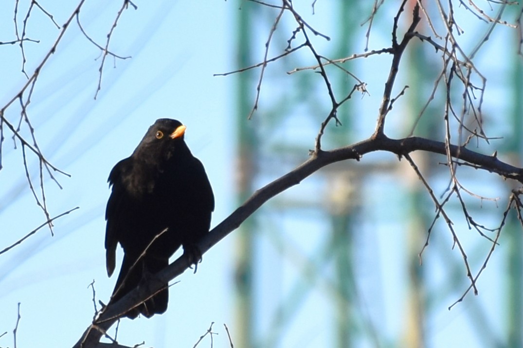 Merle noir - ML646034462