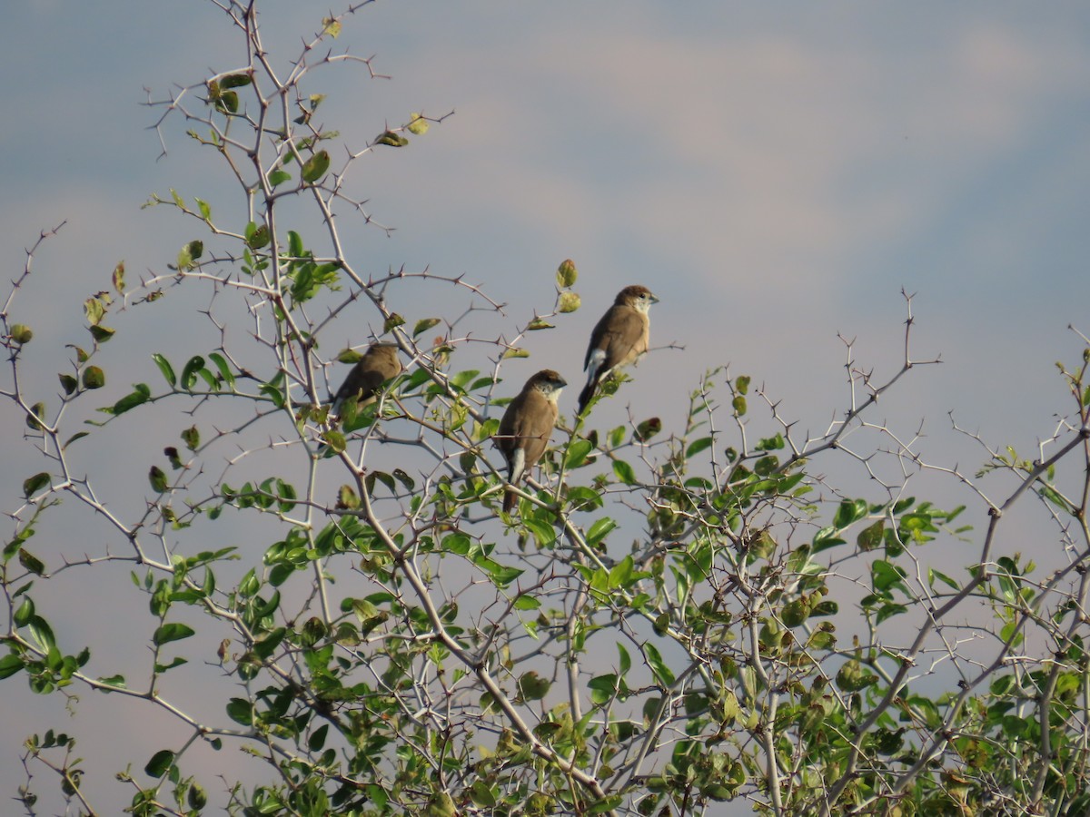 Capucin bec-de-plomb - ML646034463