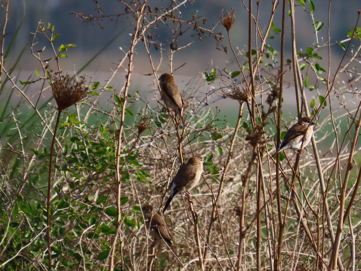 Capucin bec-de-plomb - ML646034464