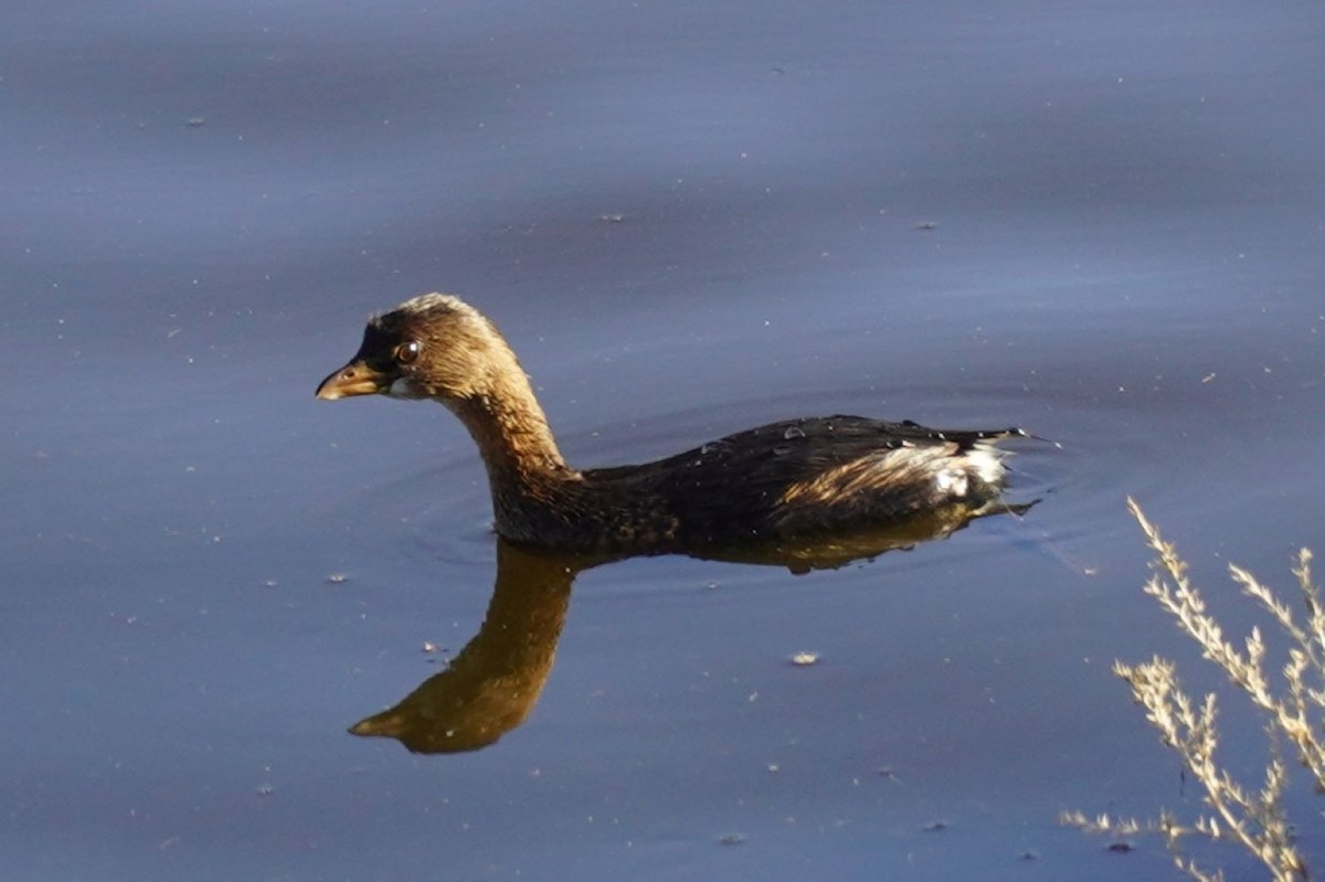 Grèbe à bec bigarré - ML646034465