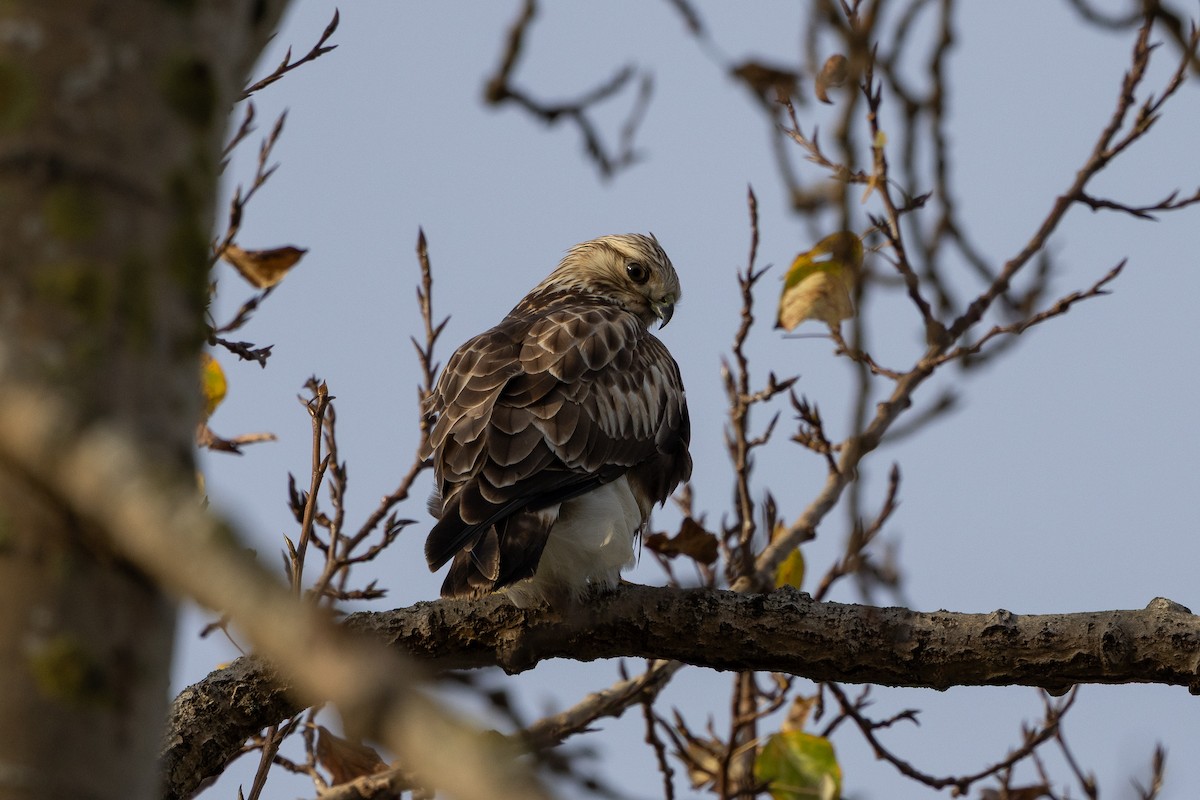 Rough-legged Hawk - ML646034466