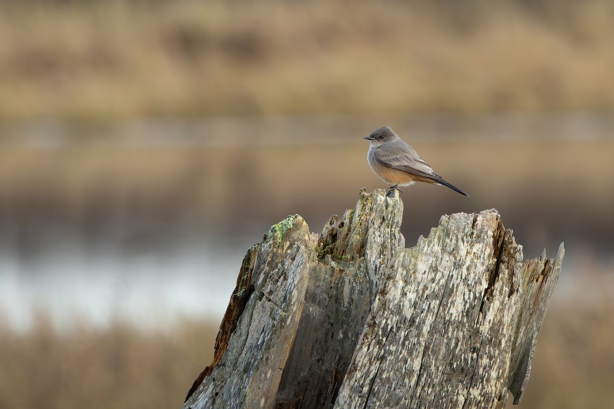 Say's Phoebe - ML646034472
