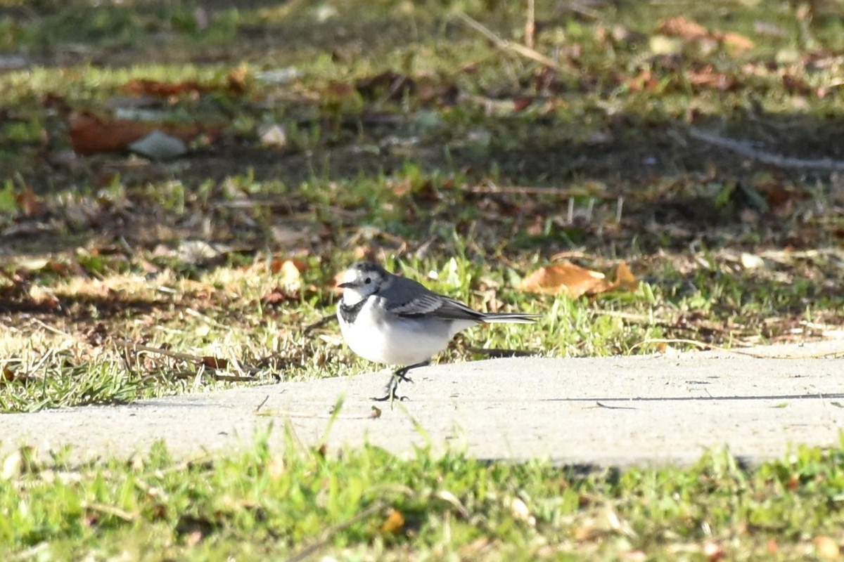 נחליאלי לבן - ML646034474