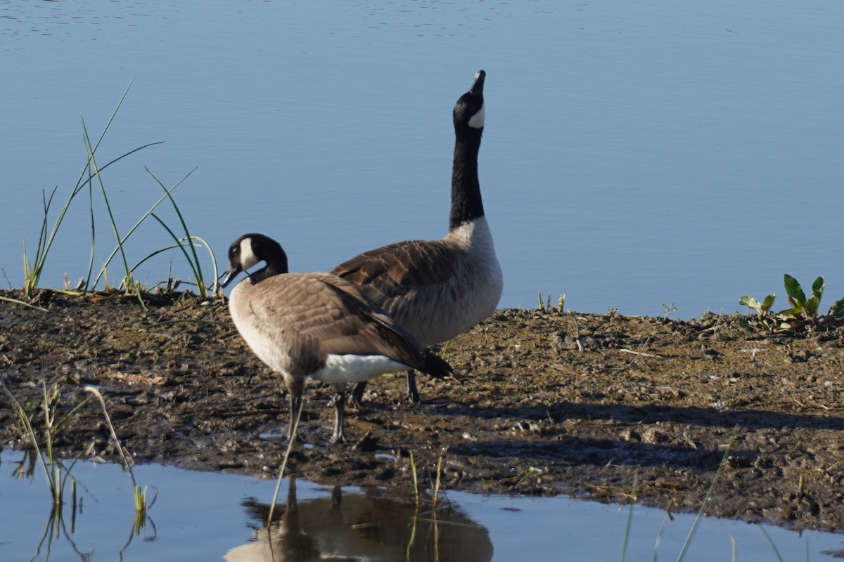 ברנטה קנדית - ML646034475