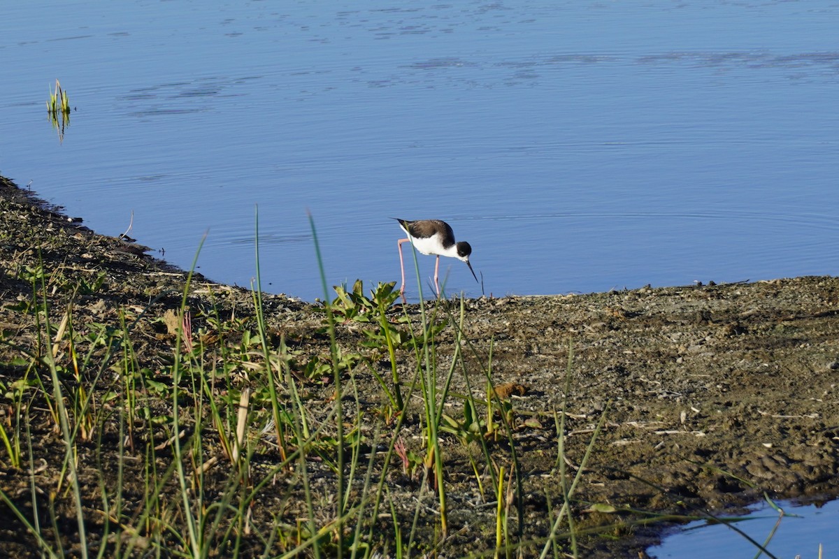 Black-necked Stilt - ML646034478