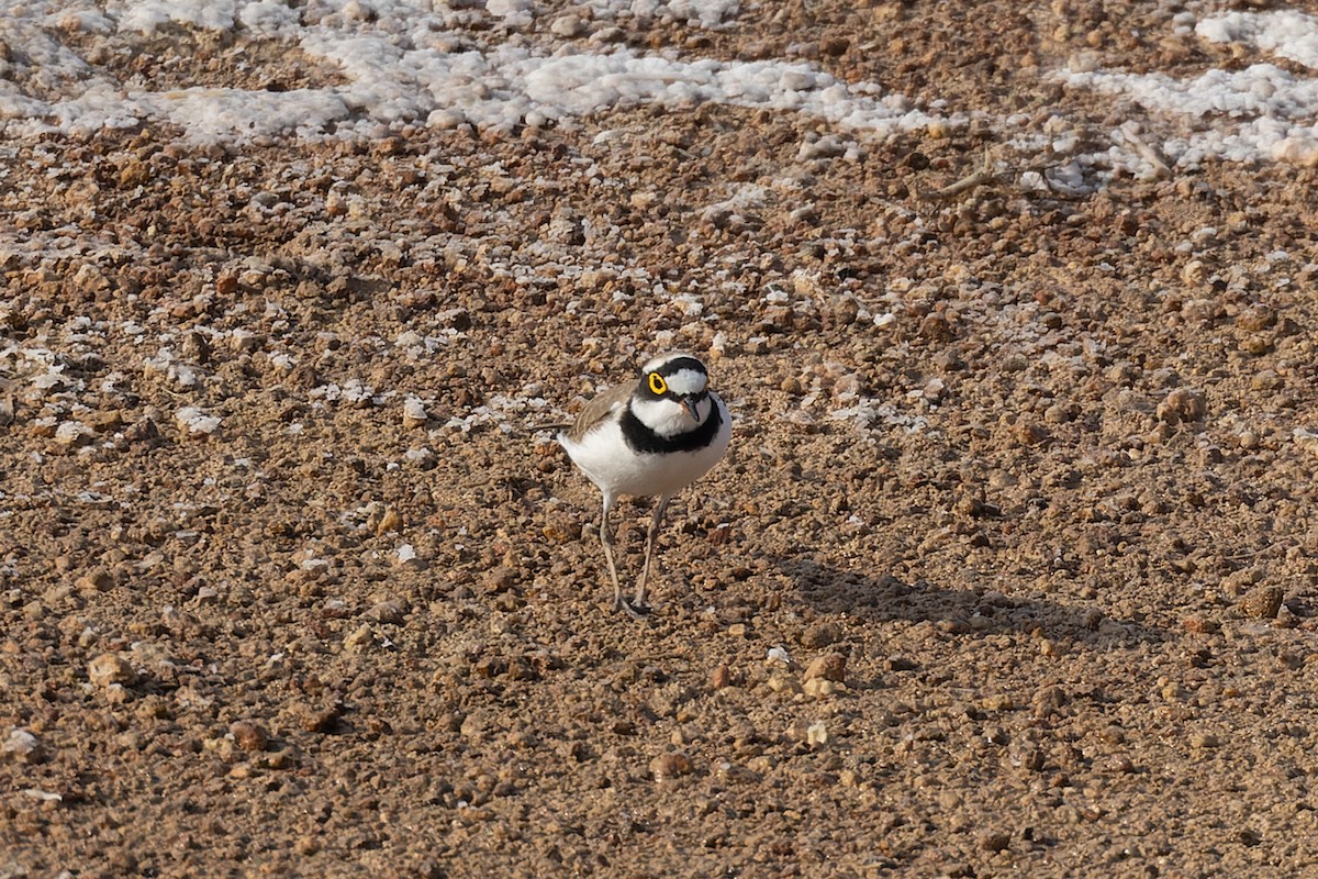 חופמי גדות - ML646034479