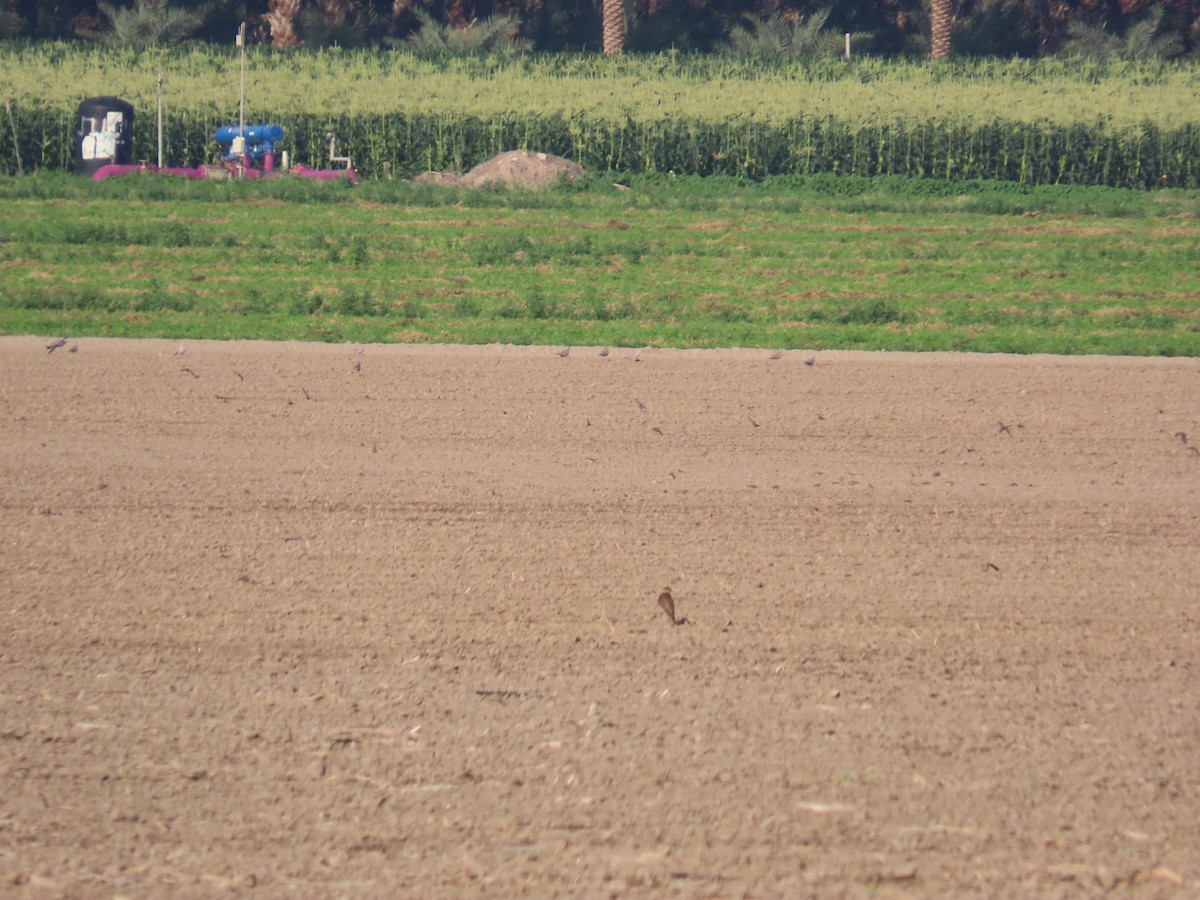 בז גמדי - ML646034481