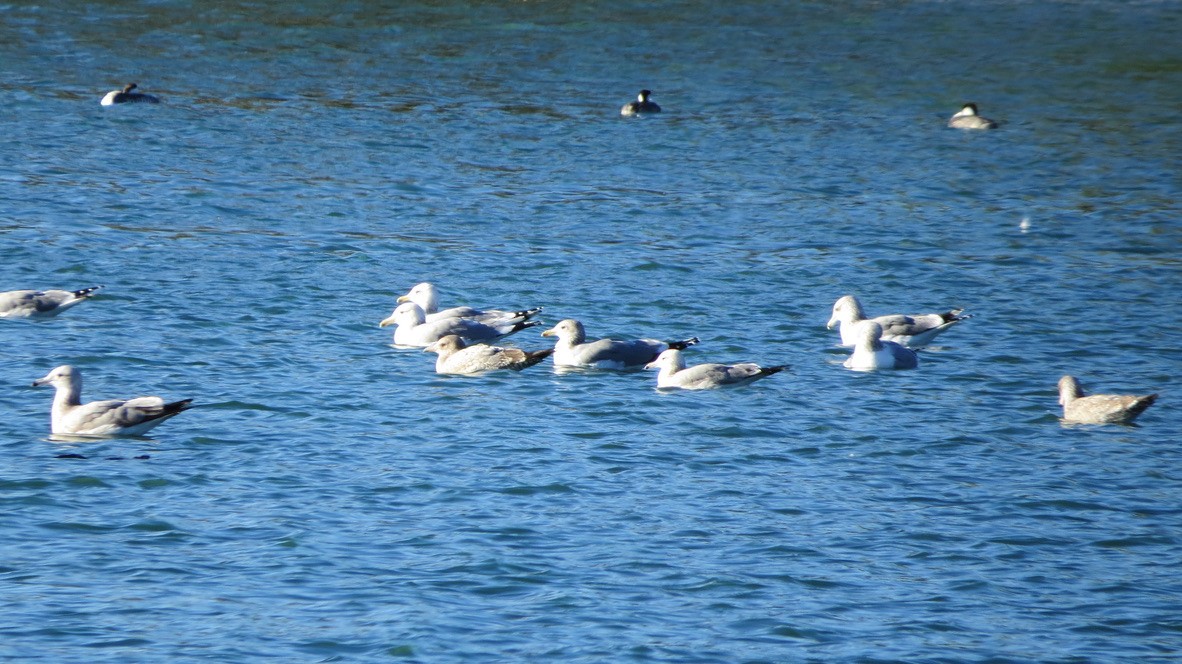 California Gull - ML646034482