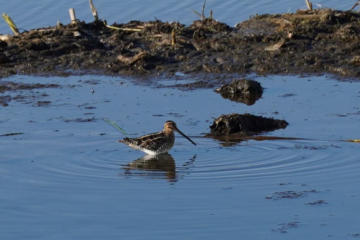 חרטומית אמריקנית - ML646034483
