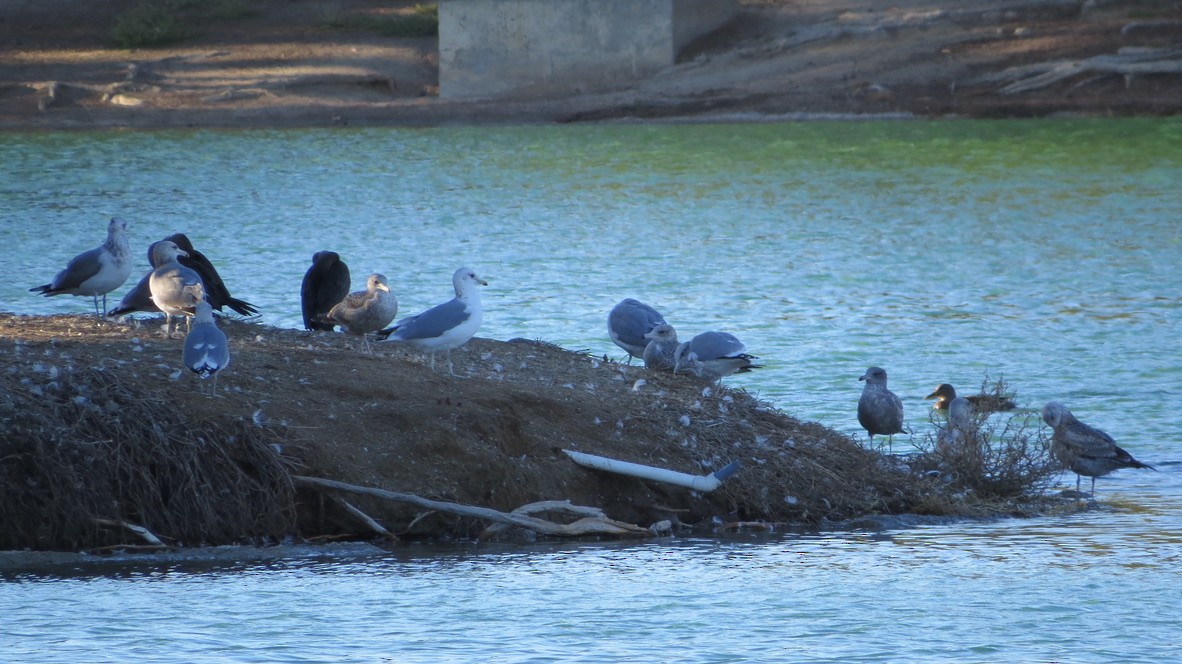 California Gull - ML646034485