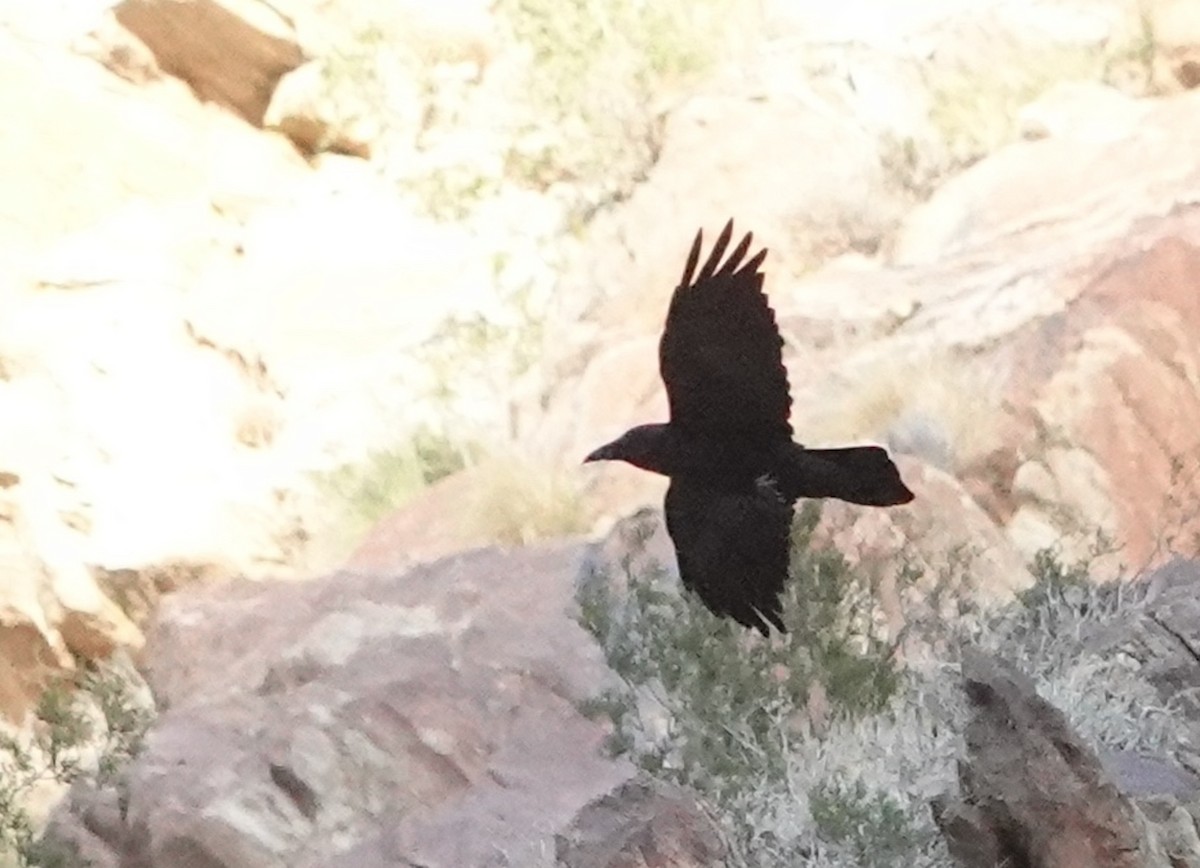 עורב שחור - ML646034486