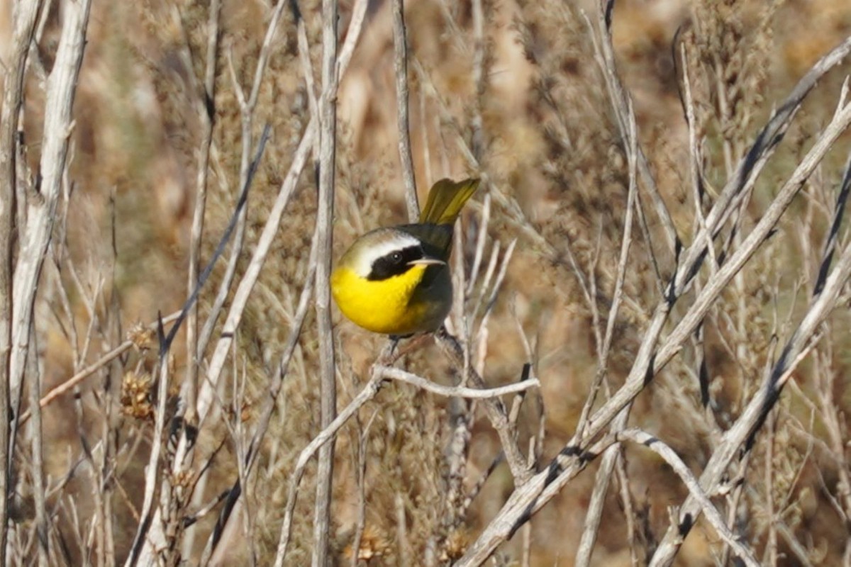 צהוב-גרון - ML646034487