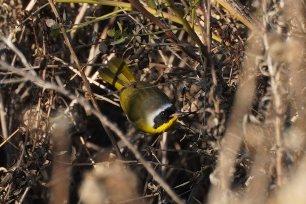 צהוב-גרון - ML646034488